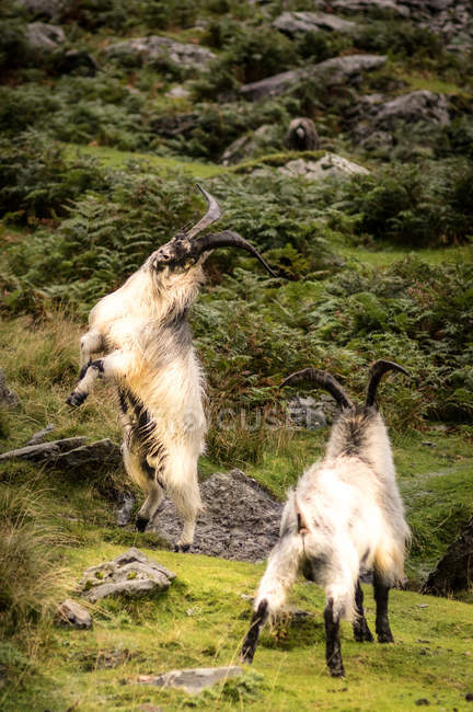 Cabras de montaña lucha - foto de stock