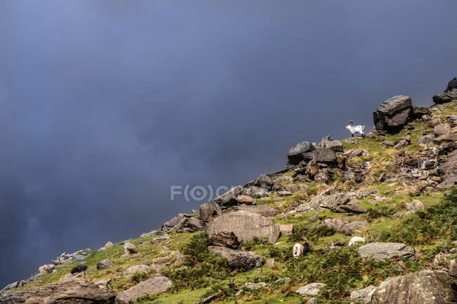 Chèvre de montagne sur colline de montagne — Photo de stock