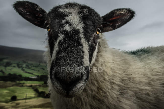 Portrait of sheep on lawn — Stock Photo