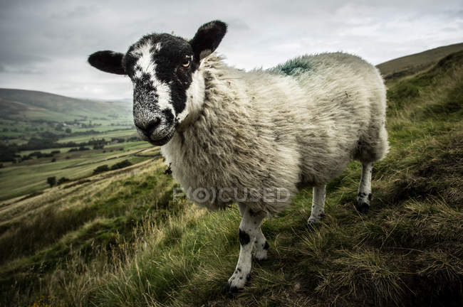 Портрет овцы на газоне — стоковое фото