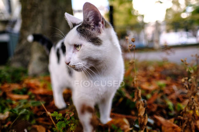 Котенок на траве — стоковое фото