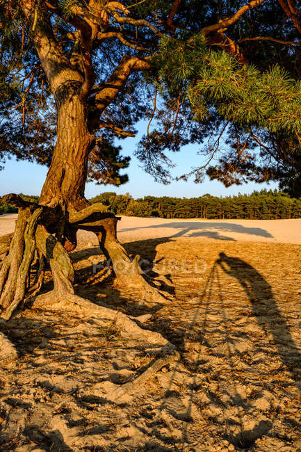 Сосна в песке на закате — стоковое фото