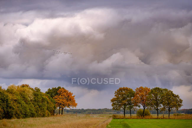 Aves migratorias bajo nubes tormentosas - foto de stock
