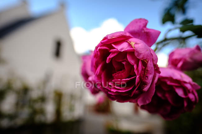 Pink roses in front of blurry church — Stock Photo