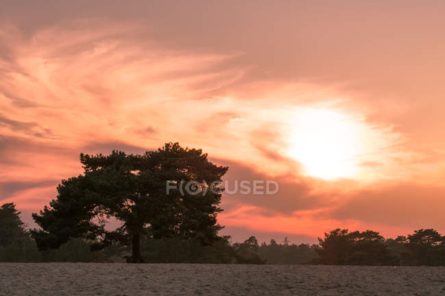 Sunset over sand dunes in forest — Stock Photo