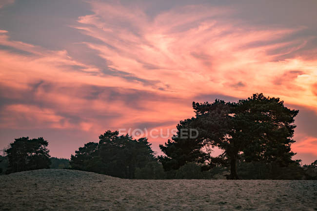 Puesta de sol sobre dunas de arena en el bosque - foto de stock