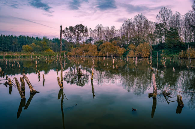 Troncos de árvores mortas no lago — Fotografia de Stock
