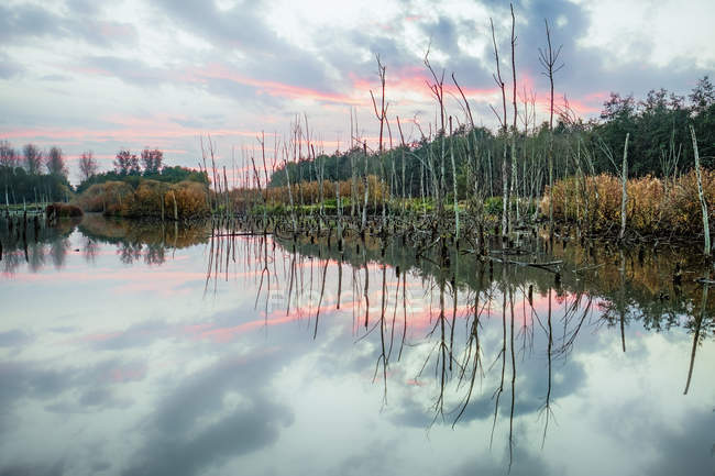 Troncs d'arbres morts dans le lac — Photo de stock