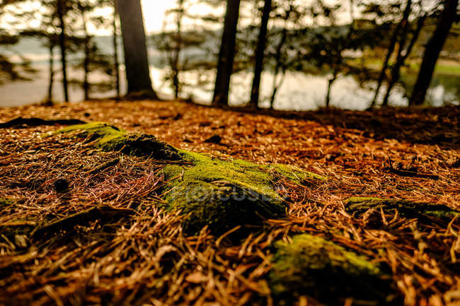 Pine tree forest floor — Stock Photo