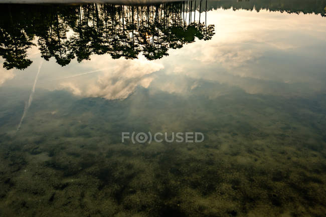 Берег озера з відображенням дерева — стокове фото