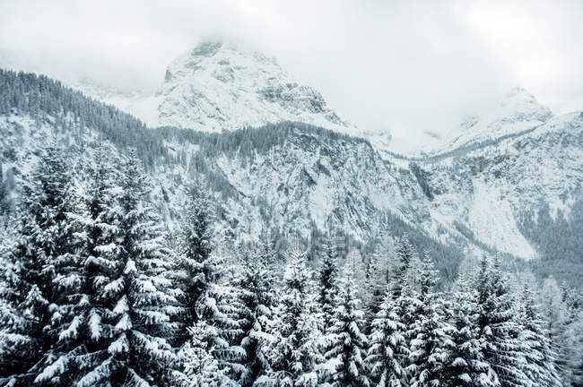 Abetos nevados en Ehrwald - foto de stock
