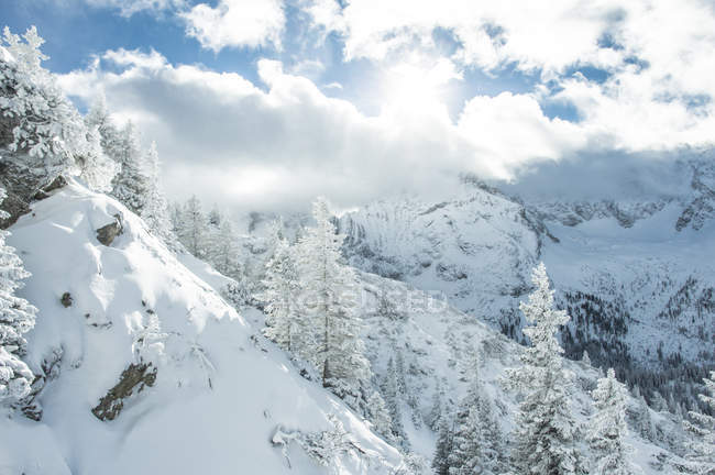 Schneebedeckte Tannen in Ehrwald — Stockfoto