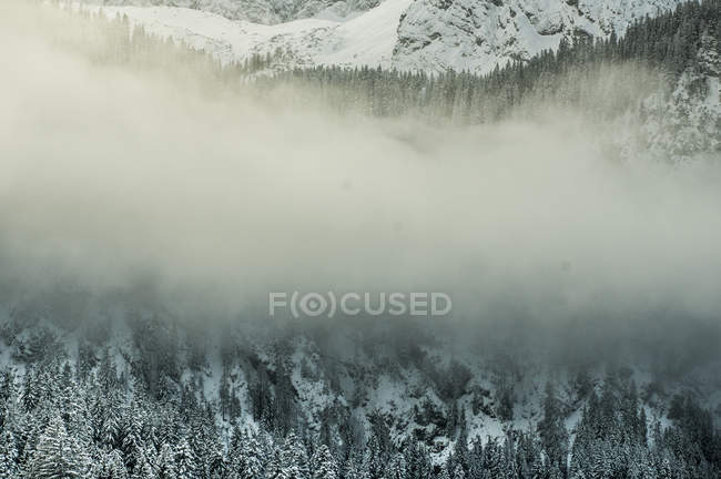 Снежные ели Эрвальда — стоковое фото