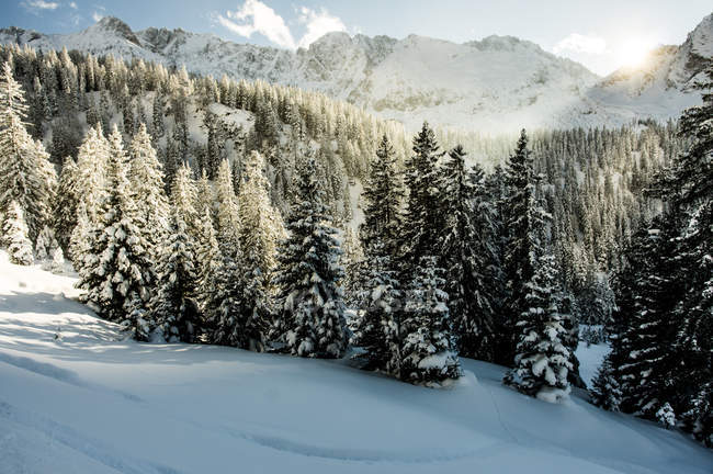 Abetos nevados en Ehrwald - foto de stock