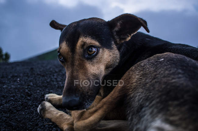 Mignon chien sans abri — Photo de stock