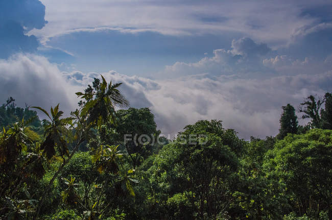 Jungle premier plan contre ciel nuageux — Photo de stock