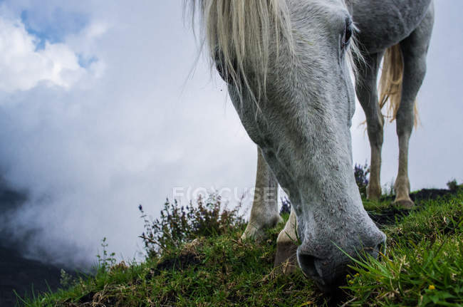 Cavallo bianco al pascolo — Foto stock