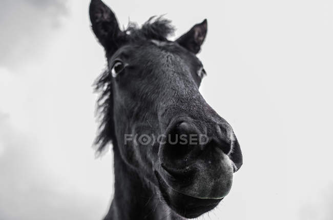 Close up de snoot cavalo — Fotografia de Stock