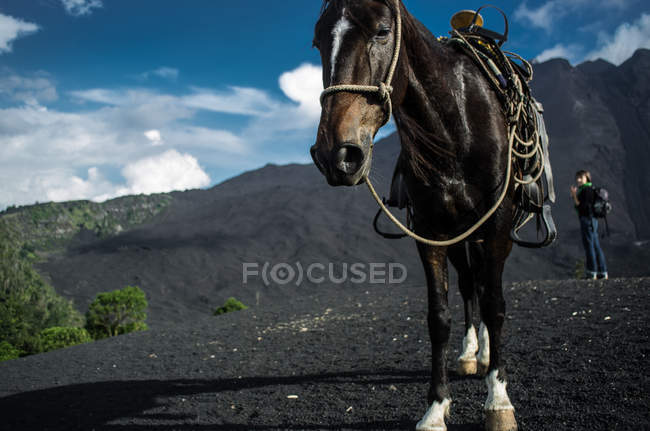 Лошадь используется для туристов на вулкане — стоковое фото