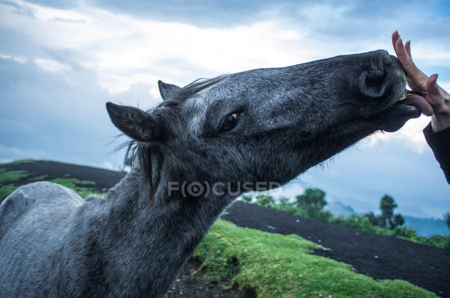 Nahaufnahme von Pferd Snoot — Stockfoto