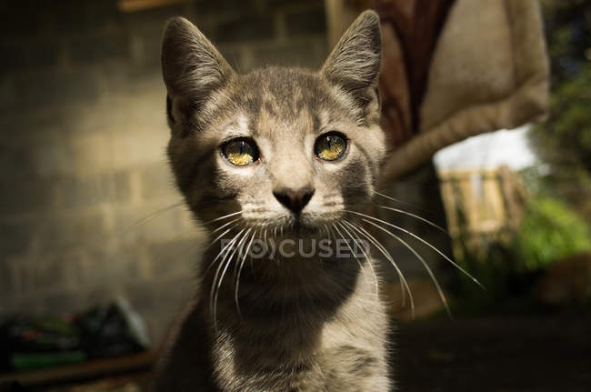 Gattino seduto a terra in giardino — Foto stock