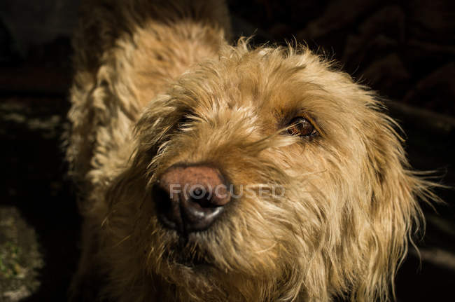 Bonito cão, close-up — Fotografia de Stock