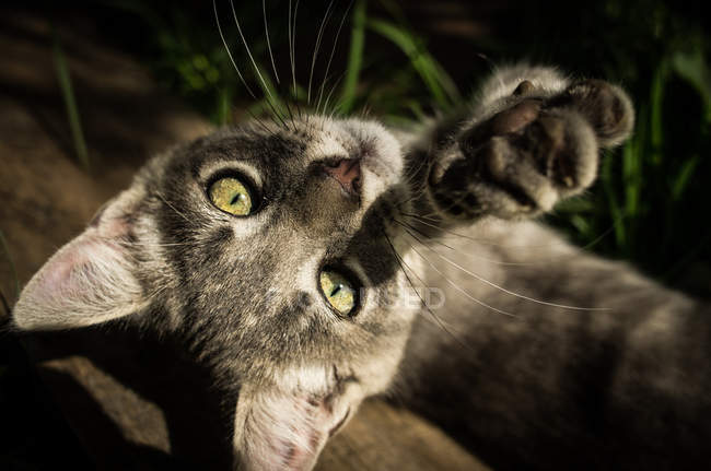 Серый котёнок играет на траве — стоковое фото