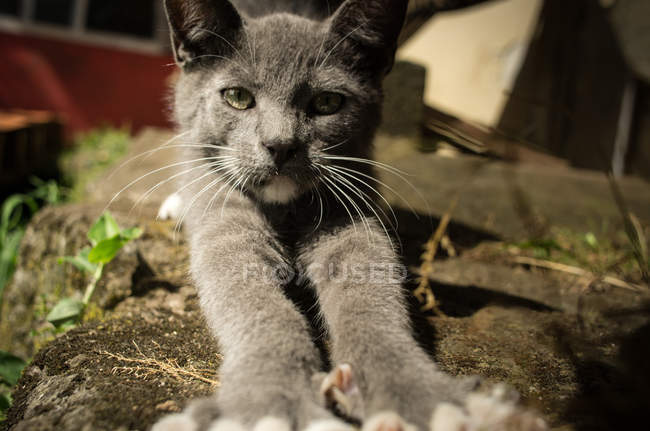 Gatito tendido en jardín - foto de stock