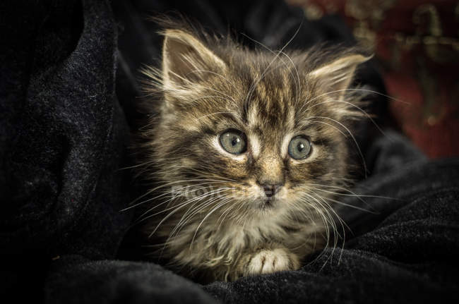 Крошечный котёнок в ткани — стоковое фото