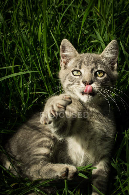 Chaton gris jouant dans l'herbe — Photo de stock