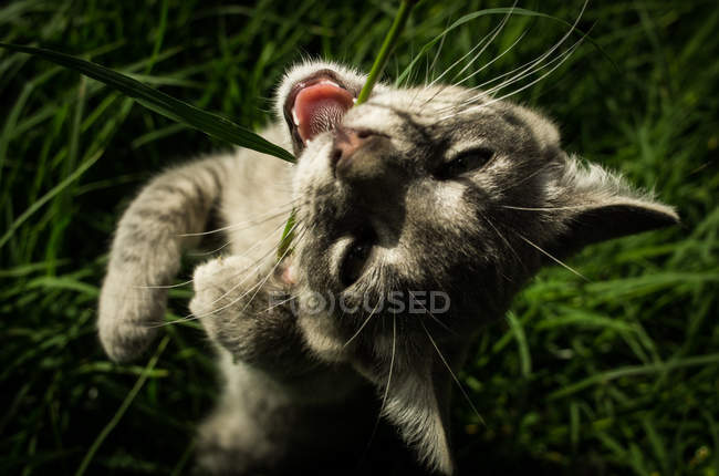 Gatito mordiendo hierba paja - foto de stock