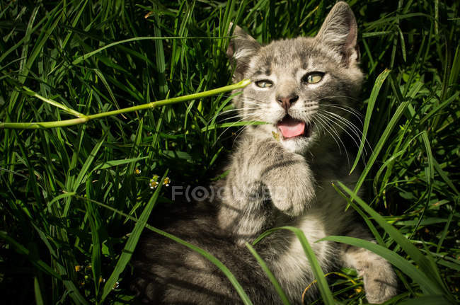 Grey kitten playing in grass — Stock Photo