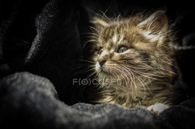 Kleines Kätzchen in Tuch — Stockfoto