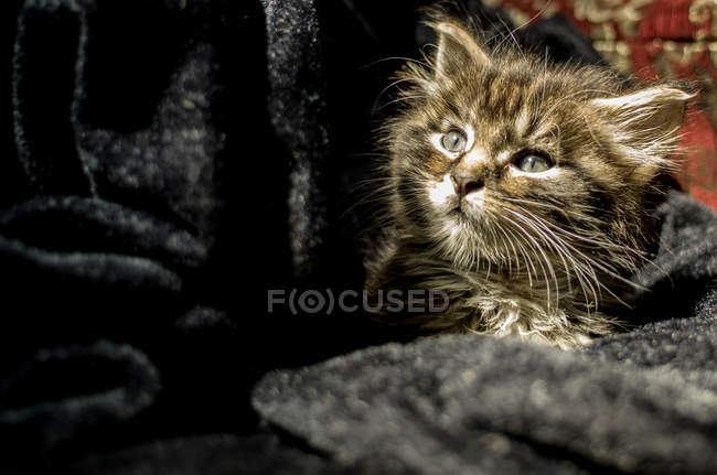 Petit chaton en tissu — Photo de stock