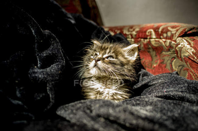 Small kitten in cloth — Stock Photo
