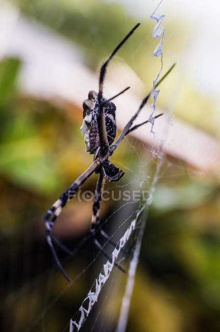 Aranha vespa na web — Fotografia de Stock