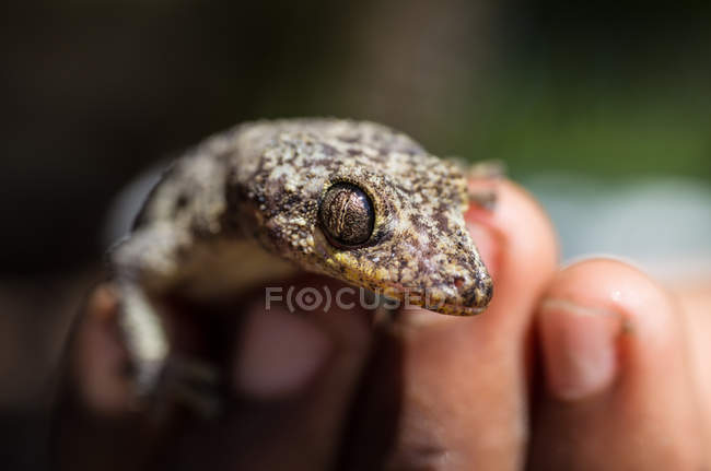 Baby lizzard in human hand — Stock Photo