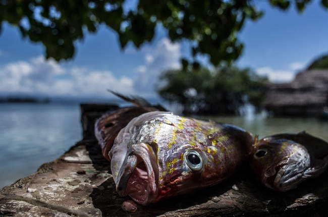 Fresh caught fish — Stock Photo