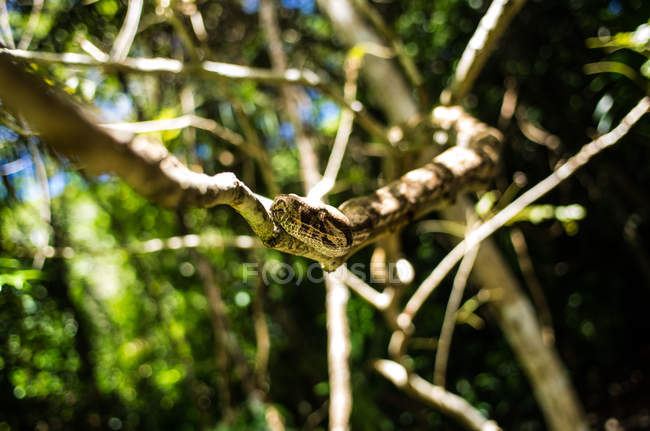 Boa constrictor en el árbol - foto de stock