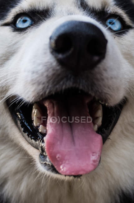 Lindo perro husky - foto de stock