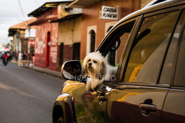 Cute dog in car window — Stock Photo