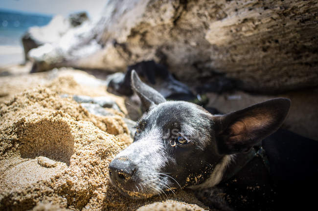 Cachorro deitado à sombra — Fotografia de Stock