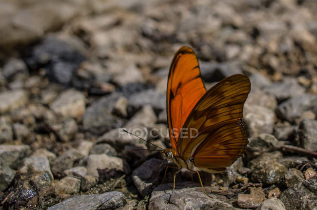 Farfalla arancione su rocce — Foto stock