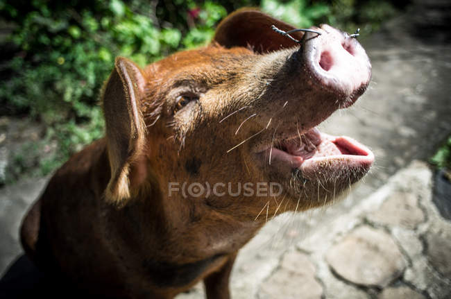 Porcs domestiques en le Nicaragua — Photo de stock