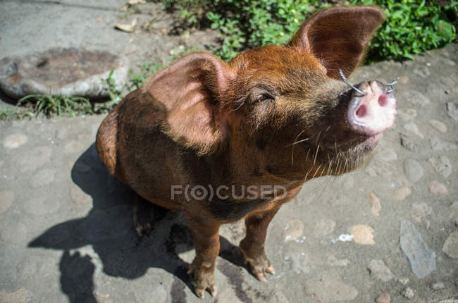 Domestic pig in Nicaragua — Stock Photo