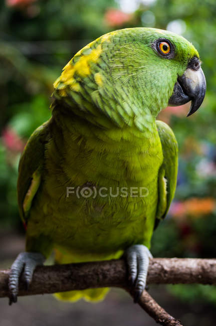 Perroquet vert assis sur la branche — Photo de stock