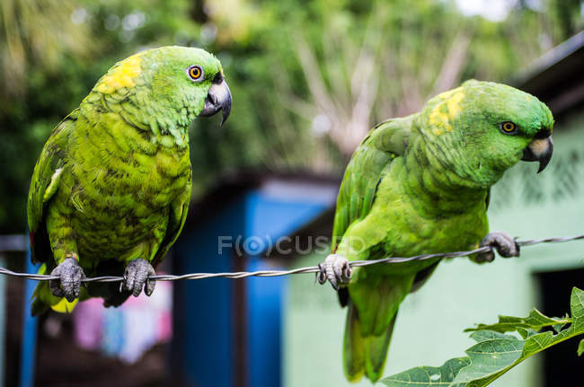 Papagaios verdes sentados no arame — Fotografia de Stock