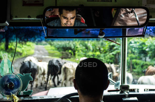 Bus waiting for cattle — Stock Photo