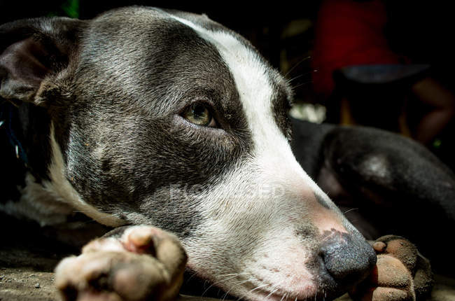 Retrato de perro, disparo en la cabeza - foto de stock
