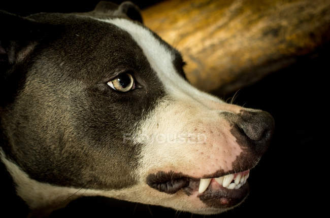 Retrato de perro, disparo en la cabeza - foto de stock